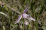 Rose pogonia <BR>Snakemouth orchid